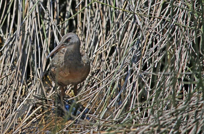 Explore Cedar Keys National Wildlife Refuge