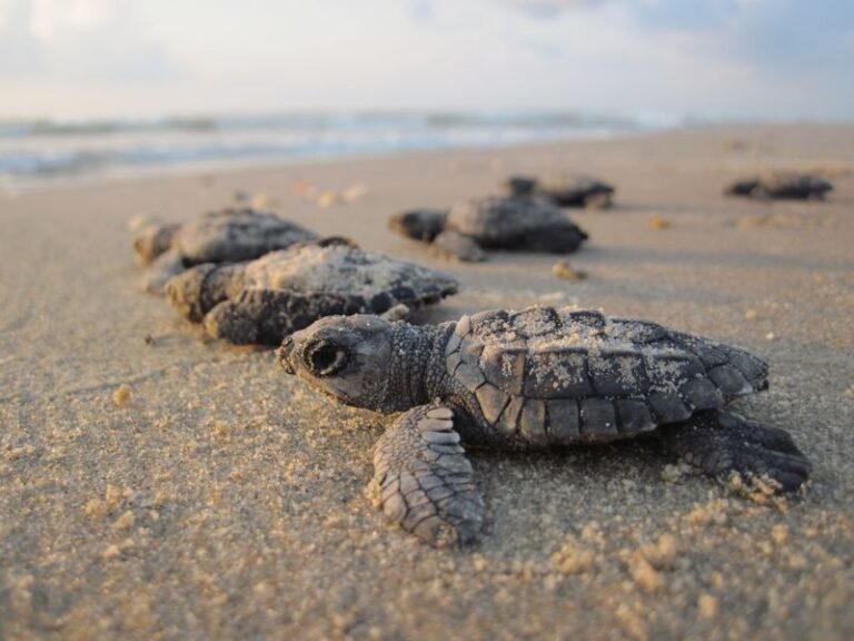 One of the Rarest Wildlife Events in America Happens on a Texas Beach