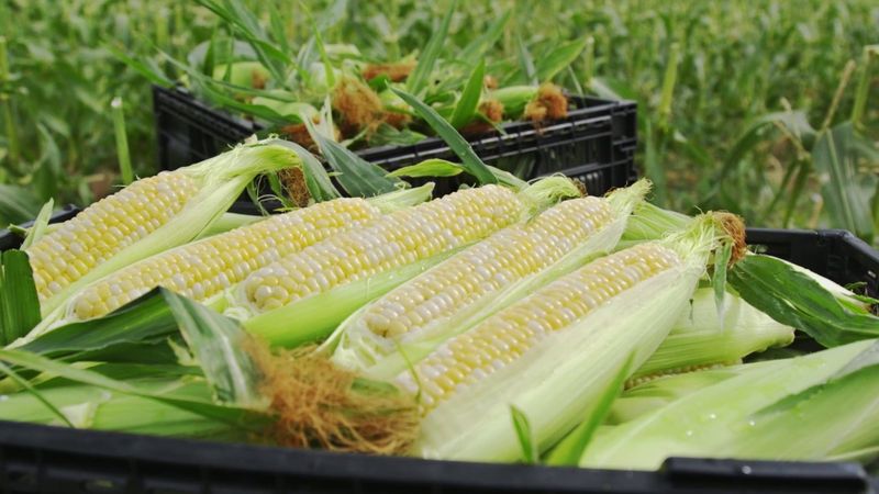 Olathe Sweet Corn