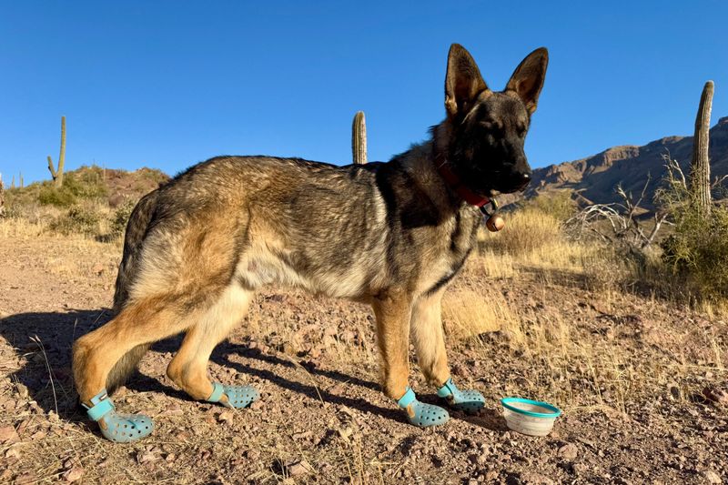 WagWellies Mojave — Best Overall Dog Boots