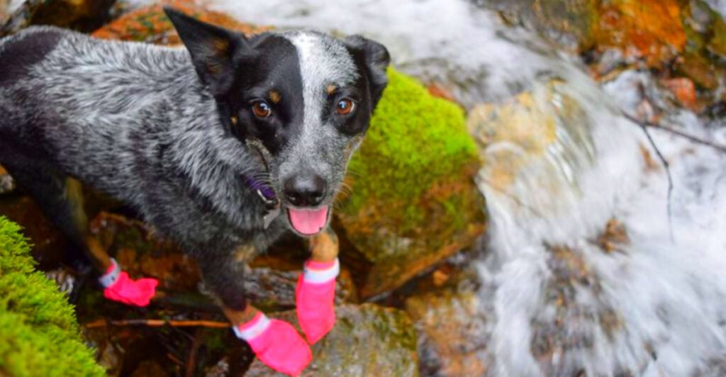 Paw Perfect: 10 Best Dog Boots of 2025