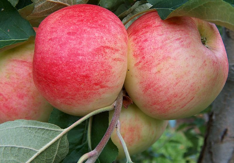 Honeycrisp Apples