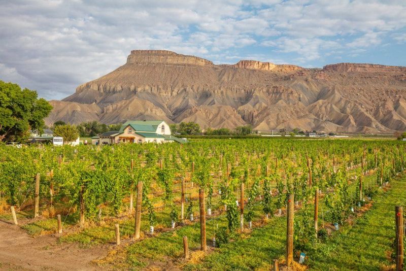 Internationally Recognized Wine Excellence