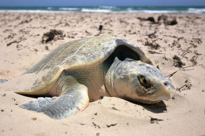 One of the Rarest Wildlife Events in America Happens on a Texas Beach