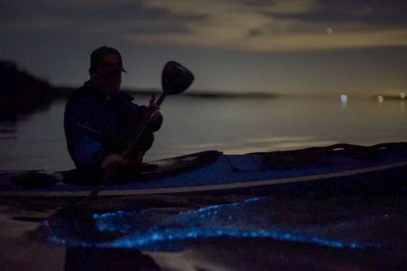 Hood Canal's Unique Marine Ecosystem