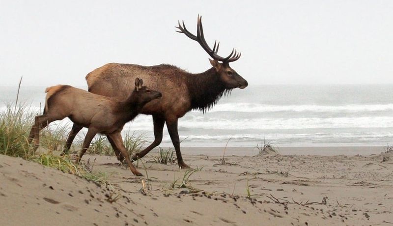 Surprising Wildlife Thrives in Sandy Coastal Wilderness