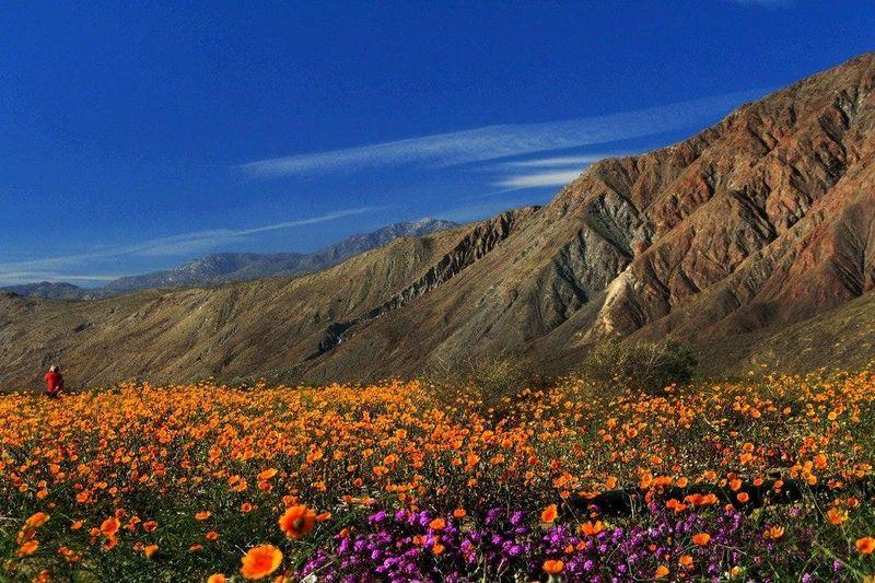 The Small Town with Big Flower Power