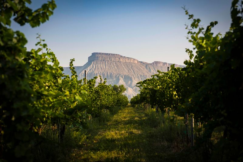 Colorado's First Official Wine Region Recognition