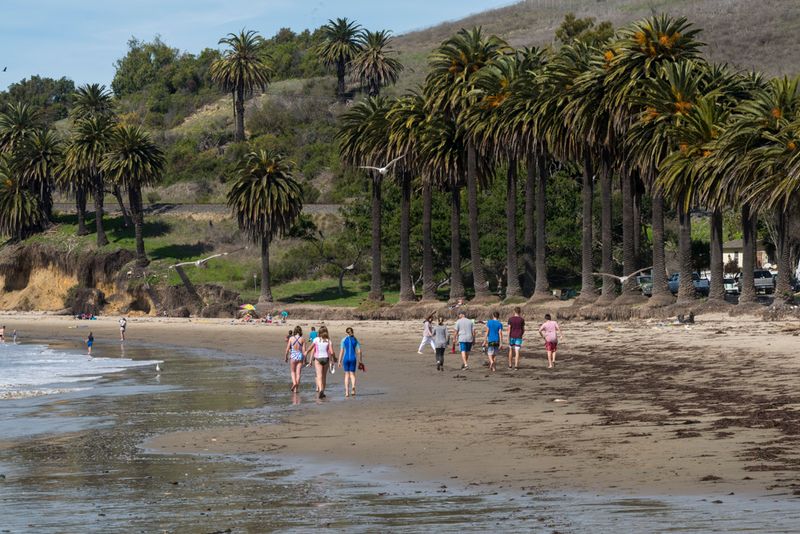 Discover the Magic of Palm-Lined Shores