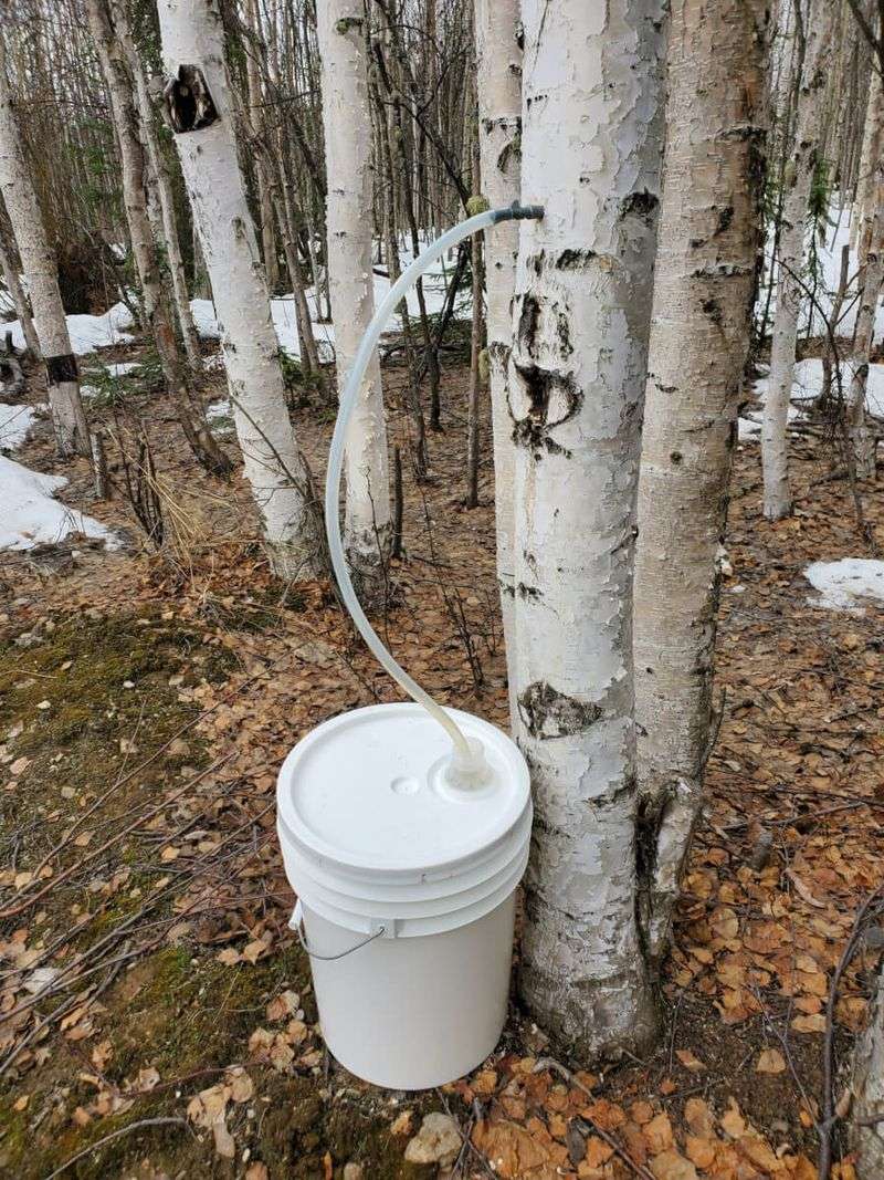 Birch syrup