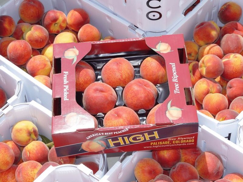 Palisade Peaches (Western Slope royalty)