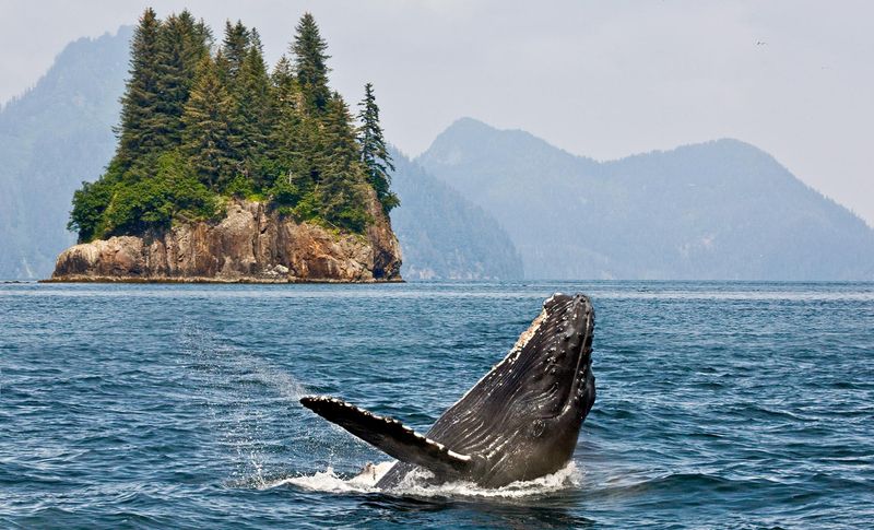 Wild Encounters: Natural Wonders Surrounding Sitka