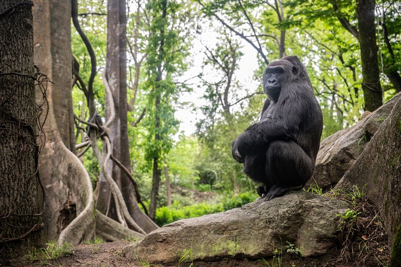Bronx Zoo — New York, NY