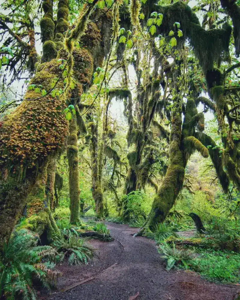 Hall of Mosses — Olympic National Park, WA
