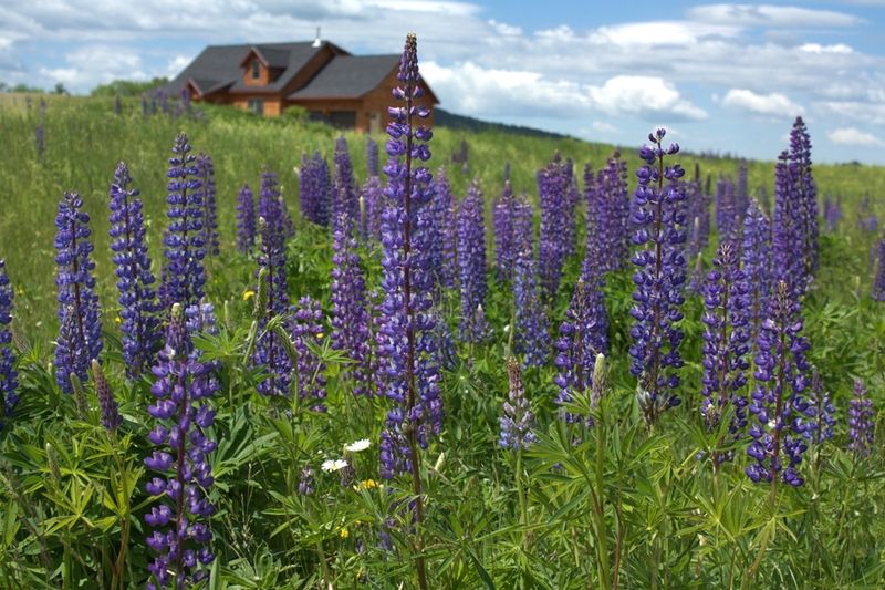 Famous Lupine Blooms