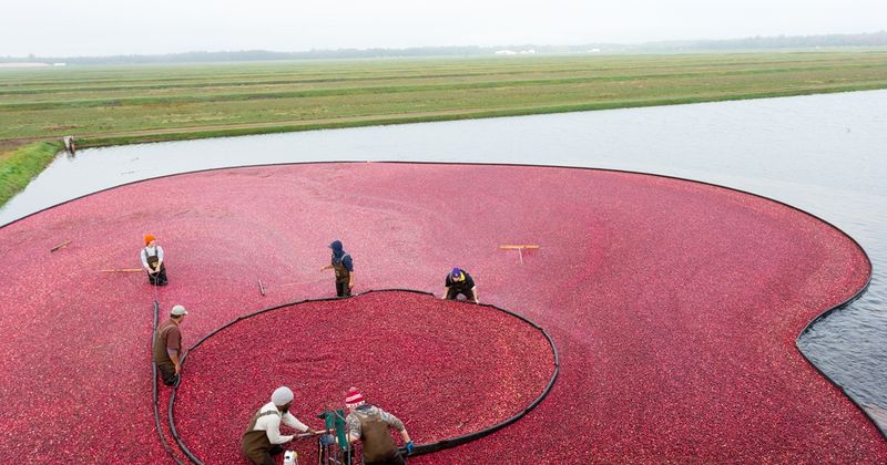 Eagle River Cranberry Fest — Eagle River (Oct 4–5, 2025)