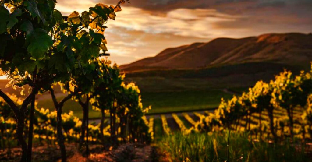 Texas’s Underrated Wine Country That’s Quietly Beating Napa