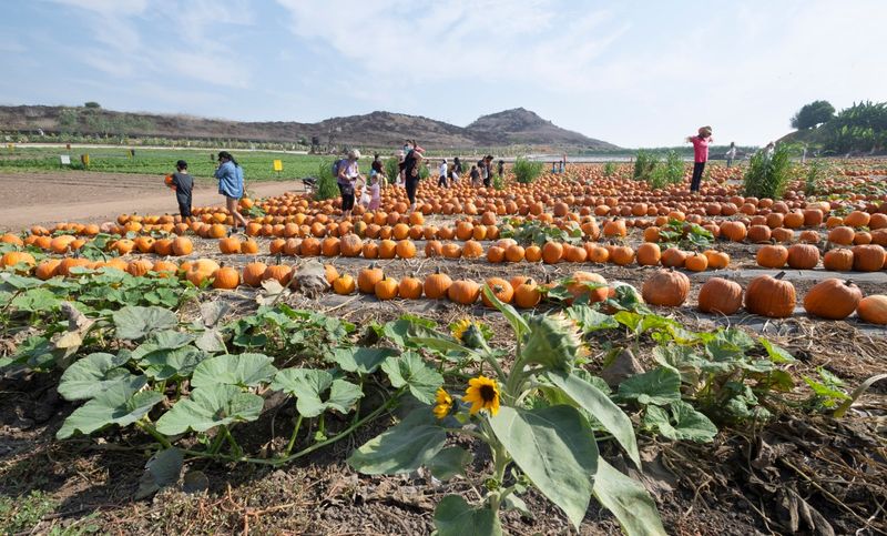 Pick Your Own Pumpkins from 13 Acres of Fields
