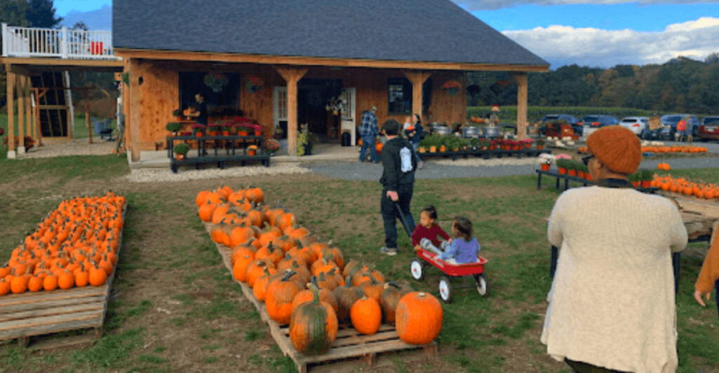 The Bay State’s Ultimate Pumpkin Patch: Seasonal Fun & Tasty Treats Await