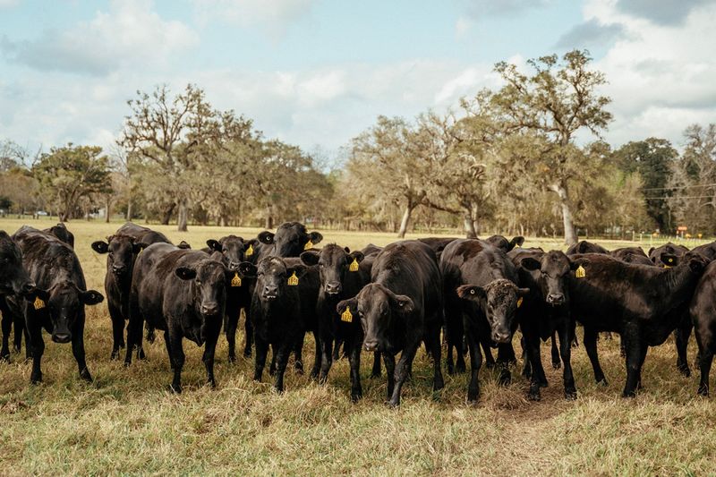 It’s Born on the Ranch, Not in a Factory