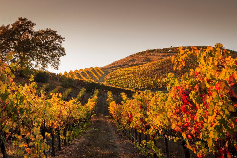 Autumn's Golden Canvas