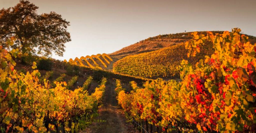 The California Wine Town With Golden Vineyards in October