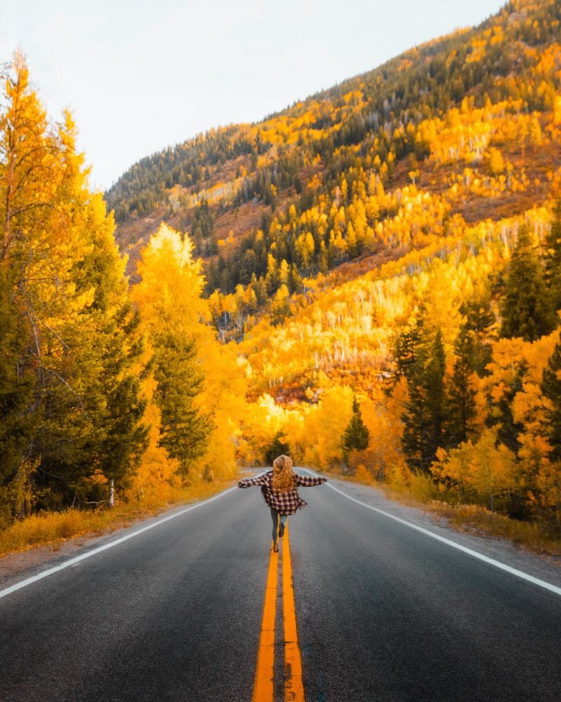 Drive Through Nature’s Golden Tunnel