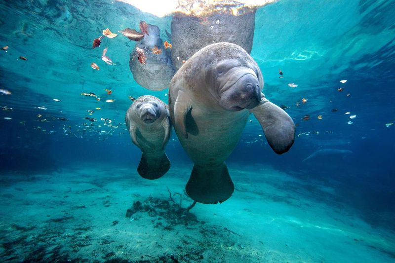Meet the Gentle Giants