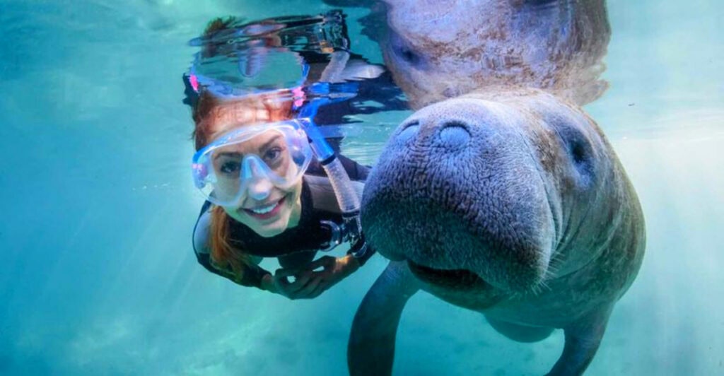 The Only Place in America Where You Can Swim With Manatees