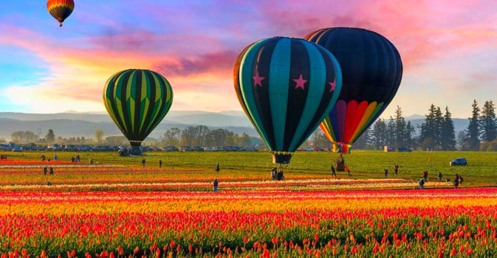 The Oregon Town With Tulips as Far as the Eye Can See