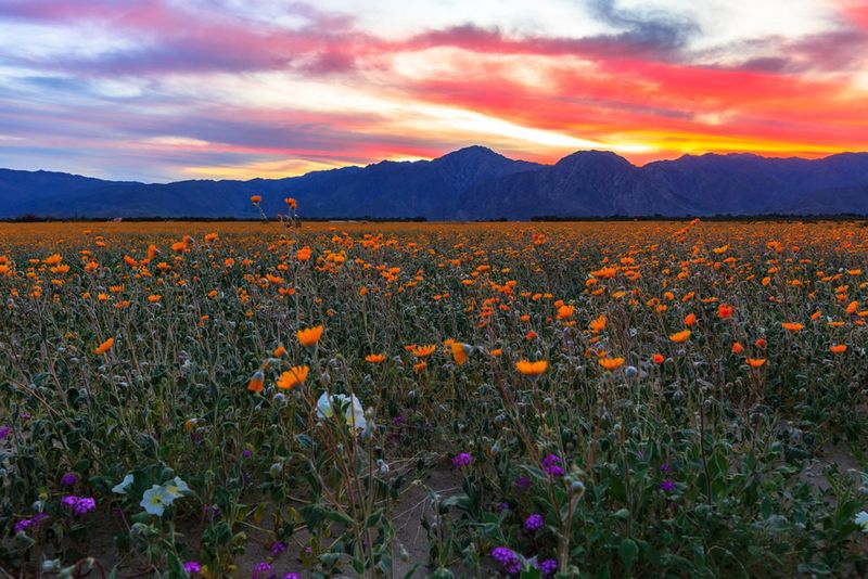 Timing Your Visit: The Wildflower Calendar