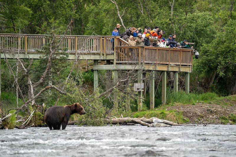 Safe, Up-Close Viewing Platforms