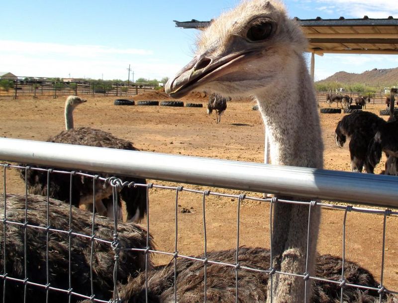 Rooster Cogburn Ostrich Ranch