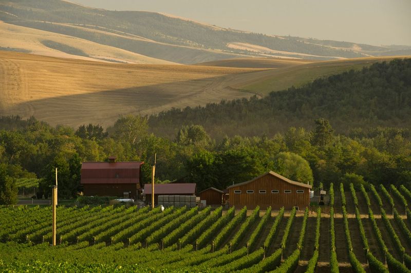 Walla Walla Valley: The Friendliest Wine Haven