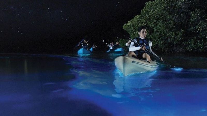 Bioluminescence Is a Bucket-List Glow-Up