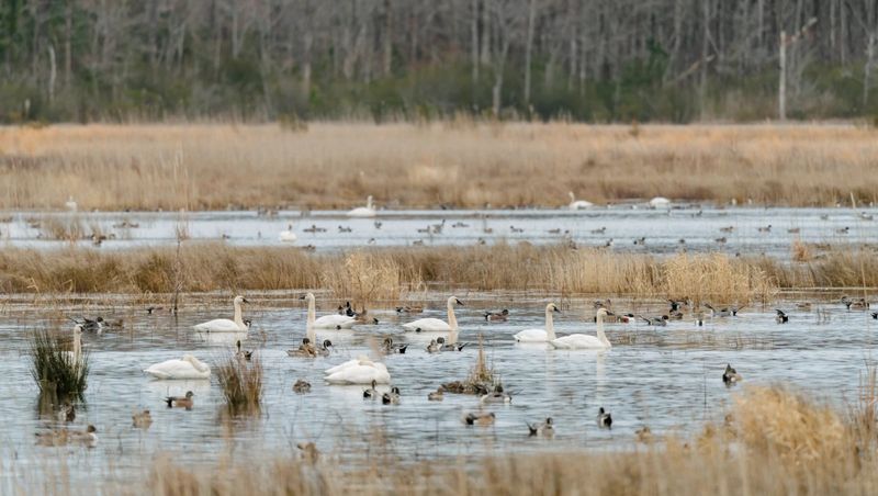 It’s a Paradise for Birdwatchers