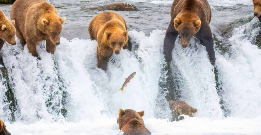 This Alaska Park Lets You Watch Dozens of Wild Bears Catch Salmon