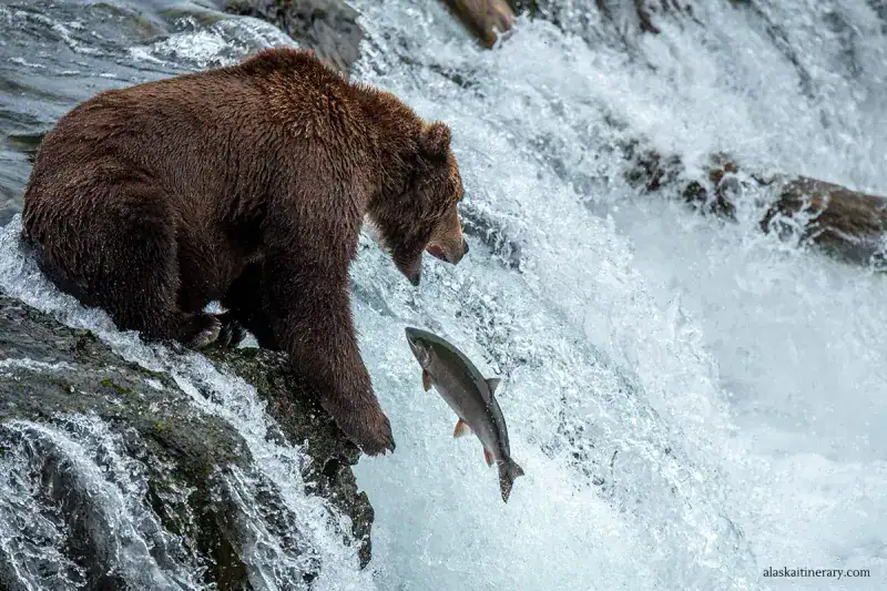 Brooks Falls: The World's Most Famous Bear-Watching Spot