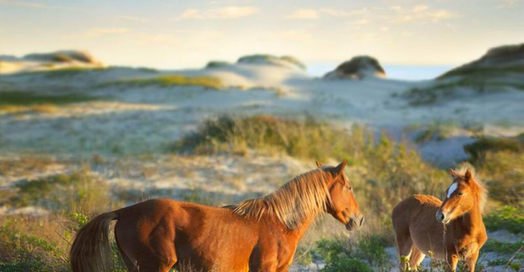 This Hidden North Carolina Beach Town Is Straight Out of a Wild Dream – Horses, Dunes, and Untouched Beauty