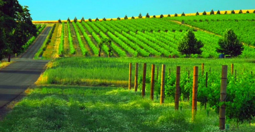 This Small Town in Washington Has 135+ Wineries And It’s Easier (and Cheaper) Than Napa