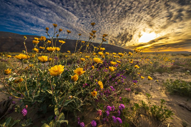 Respectful Bloom Tourism: Preserving Desert Beauty