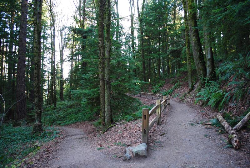 Wildwood Trail segment (Forest Park) — Portland, OR