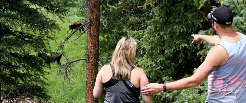Respect wildlife distance rules