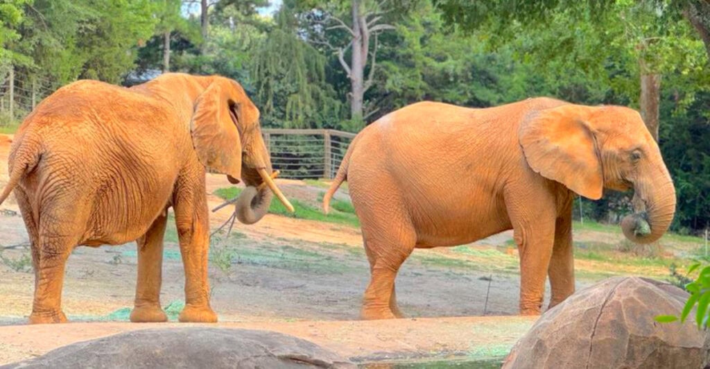 Twelve Kid Approved Zoos and Aquariums for Your Next Trip