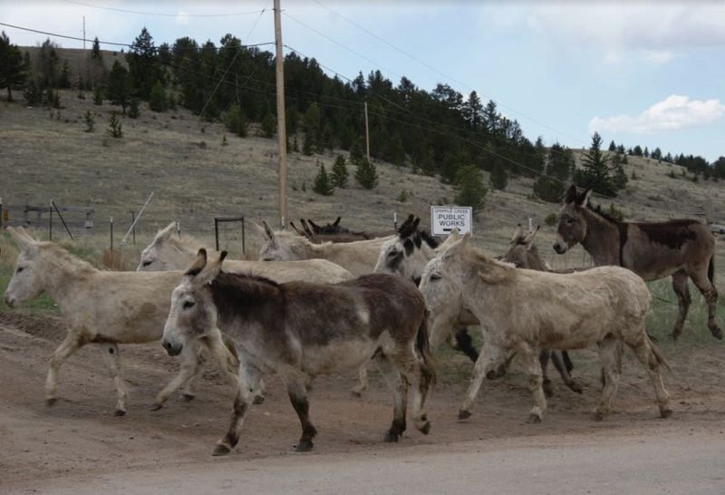 Wild Donkeys Roam the Historic Streets