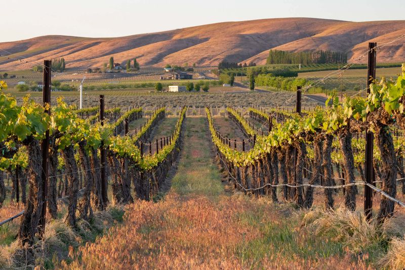 Diverse Growing Regions Create Flavor Adventures