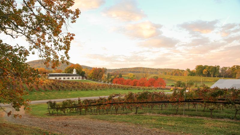 Small-Batch Wineries with Big Ambitions