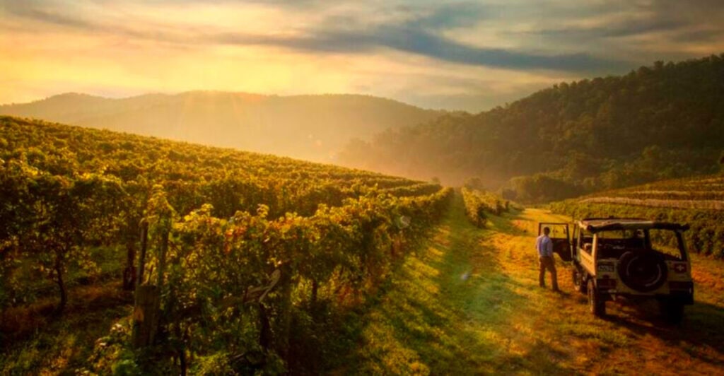 Virginia’s Quiet Wine Scene That’s Stealing the Spotlight from Napa