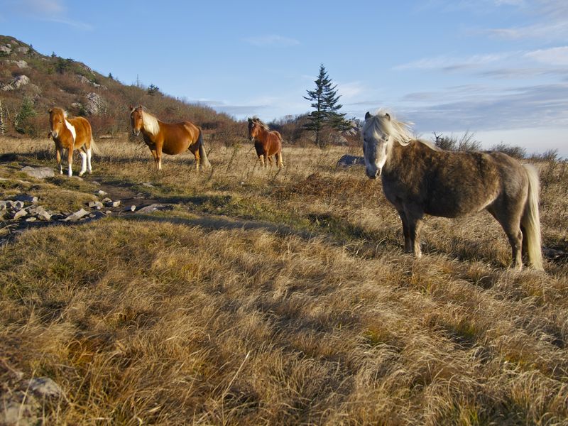 Grayson Highlands & Mount Rogers, VA