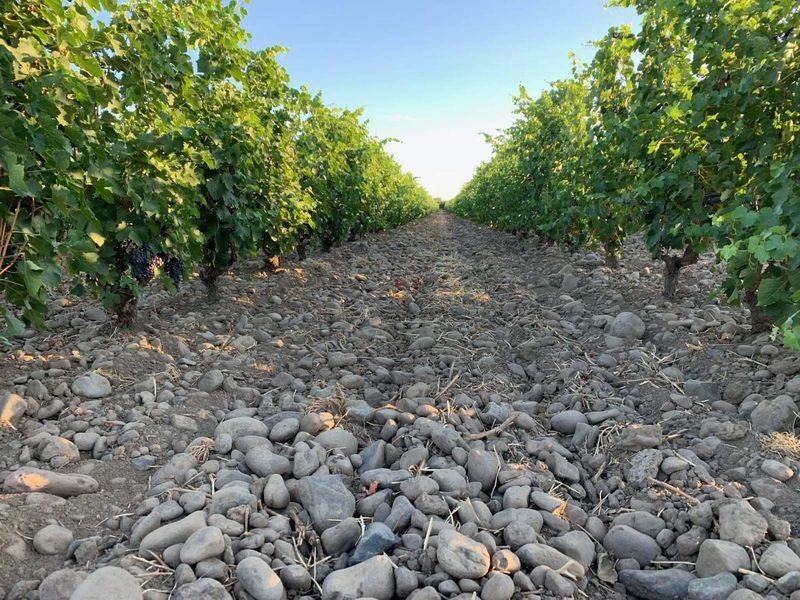 The Rocks District: Volcanic Wine Magic